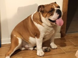 Ebro Iberis aka Eddie